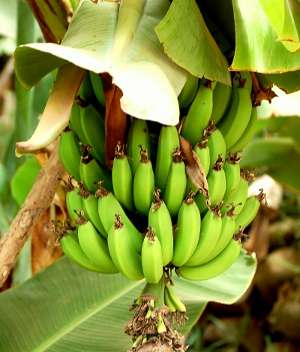 Image Credit: Enzik
Rights: Creative Commons Share Alike Unported 3.0
Source: http://commons.wikimedia.org/wiki/File:Bananas_-_Morocco.jpg Imagem do Contato