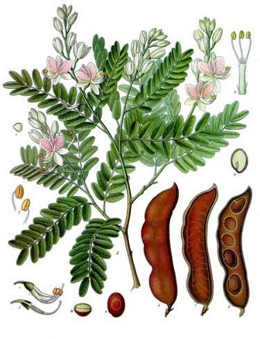 Image Credit: Franz Eugen Köhler, Köhler's Medizinal-Pflanzen
Rights: Public Domain
Source:http://commons.wikimedia.org/wiki/File:Koeh-134.jpg Imagem do Contato