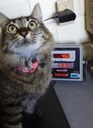 Projeto Obesidade Pet - Gato atendido pelo projeto sendo pesado_Imagem cedida pela equipe