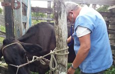 Veterinário Ambulante